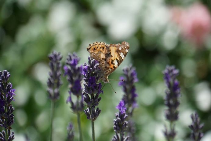 Ein Schmetterling sitzt auf einer Lavendelblüte