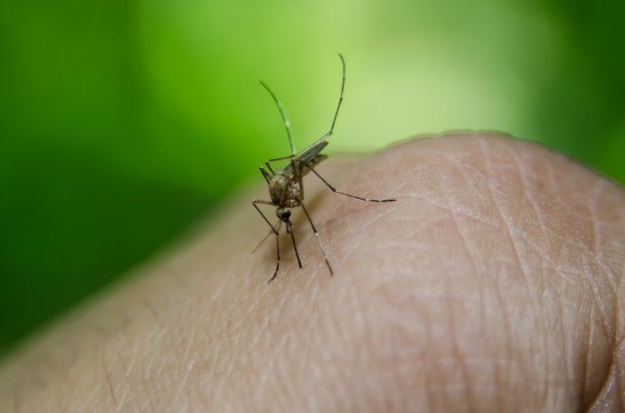 Eine Mücke sitzt auf einem Finger