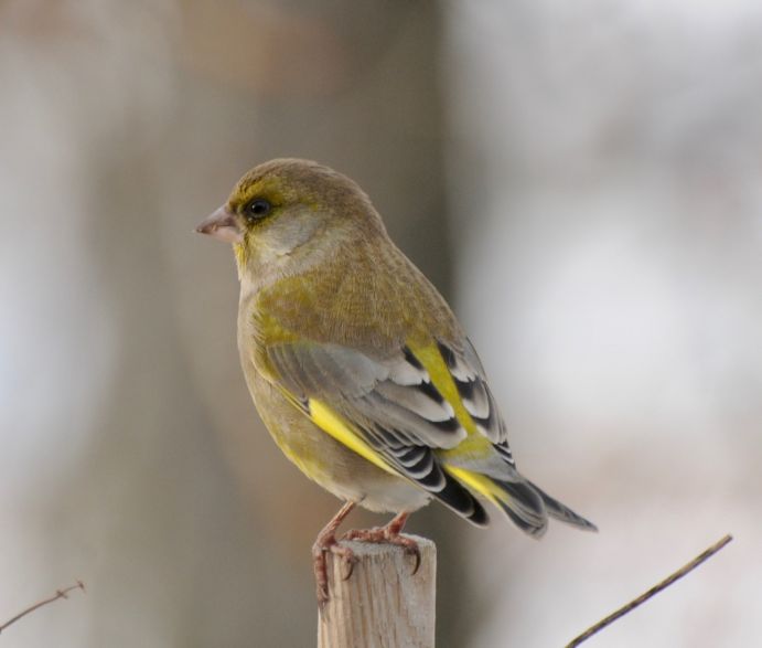 Ein Grünfink (Chloris chloris) aus Leipzig-West. Er ist ganzjährig in Deutschland heimisch. Grünfink