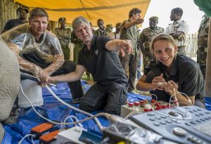 Das Forscherteam des Projekts BioRescue bei der Eizellentnahme in Kenia. Forscher entnehmen einem betäubten Nashorn Eizellen.