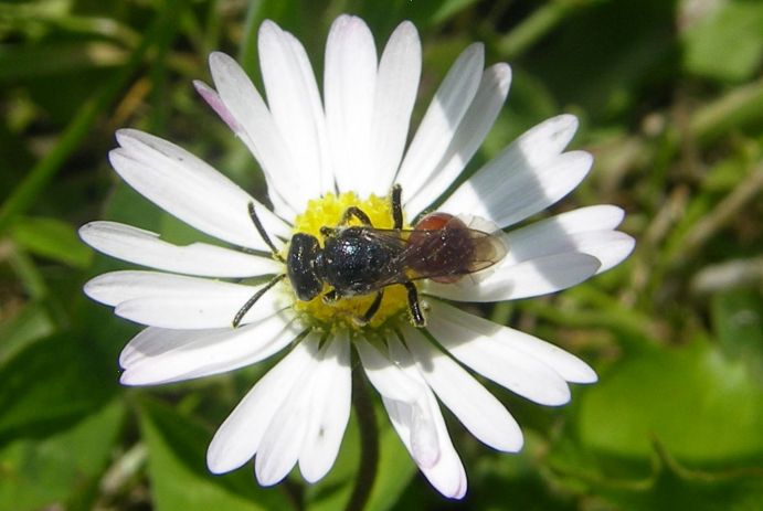 Wildbienen (hier: Gewöhnliche Blutbiene – Sphecodes ephippius) leisten einen wesentlichen Beitrag für die Bestäubung von Nutz- und Wildpflanzen Eine Gewöhnliche Blutbiene sitzt auf einer Blume