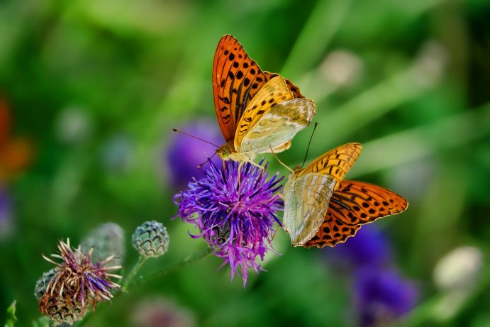 Zwei Kaisermantel-Schmetterlinge auf einer Distelblüte