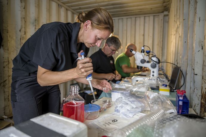 Das Forscherteam des Projekts BioRescue nach der Eizellentnahme von den beiden letzten weiblichen Tieren des Nördlichen Breitmaulnashorns im mobilen Forschungslabor in Kenia. Forscher in einem mobilen Labor pipettieren Proben in Petrischalen und untersuchen diese unter Mikroskop.