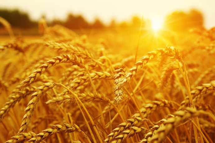 Nicht nur zum Erntedankfest im Zentrum der Aufmerksamkeit. Weizen ist für unsere Ernährungssicherung von hoher Bedeutung.