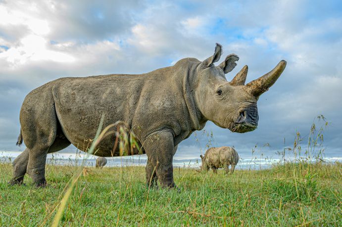 Eines der beiden letzten Nördlichen Breitmaulnashorn-Weibchen Fatu im Ol Pejeta Schutzgebiet in Kenia mit Najin und dem Südlichen Breitmaulnashorn Tauwo im Hintergrund.