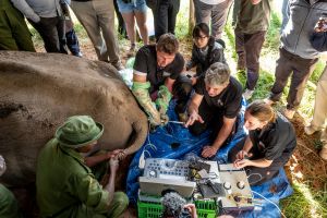 Das Projektteam von BioRescue bei der erneuten Oozyten-Entnahme. Das Projektteam von BioRescue bei der erneuten Oozyten-Entnahme.