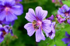 Biene sammelt Nektar in blauen Blüten.