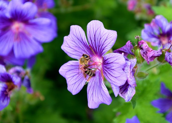 Biene sammelt Nektar in blauen Blüten.