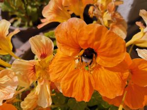 Auch Hummeln sind wichtige Bestäuber in Deutschland. Weltbienentag 2020 - Hummel bestäubt eine Blüte