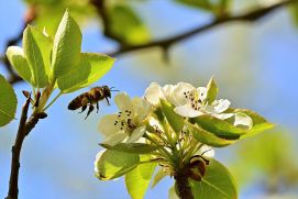 Weltbienentag 2020 - Biene bestäubt eine Apfelbüte