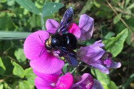 Artenvielfalt - Eine Blaue Holzbiene, die größte heimische Wildbiene in Deutschland, auf einer Blüte der Breitblättrigen Platterbse.