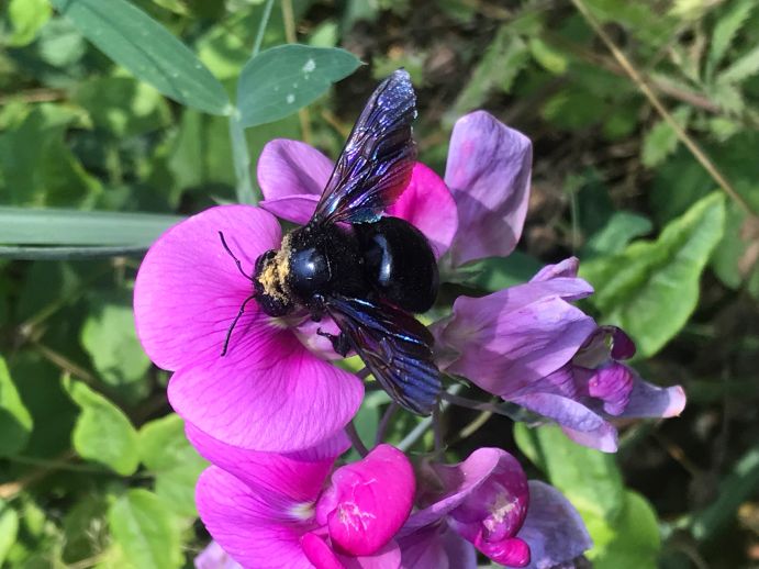 Die Blaue Holzbiene (Xylocopa violacea) ist die größte heimische Wildbiene in Deutschland. Artenvielfalt - Eine Blaue Holzbiene, die größte heimische Wildbiene in Deutschland, auf einer Blüte der Breitblättrigen Platterbse.