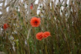 Weltumwelttag - Getreidefeld mit rotem Mohn und anderen Pflanzen.