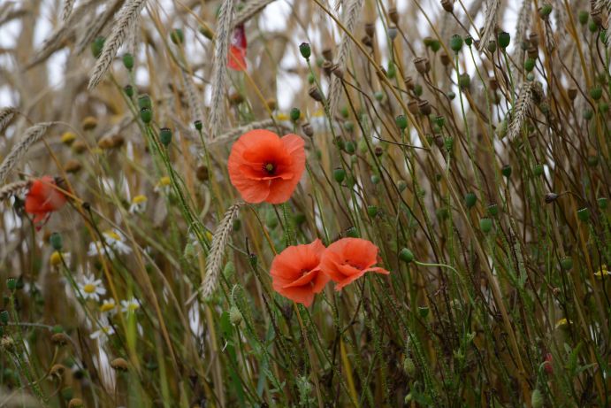 Am 5. Juni ist internationaler Tag der Umwelt. Das diesjährige Motto lautet „natur:verbunden“. Weltumwelttag - Getreidefeld mit rotem Mohn und anderen Pflanzen.
