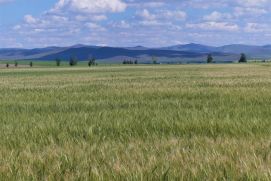 Weizenfeld in der Mongolei.