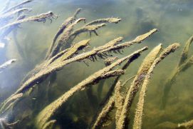 Seegräser im Meer