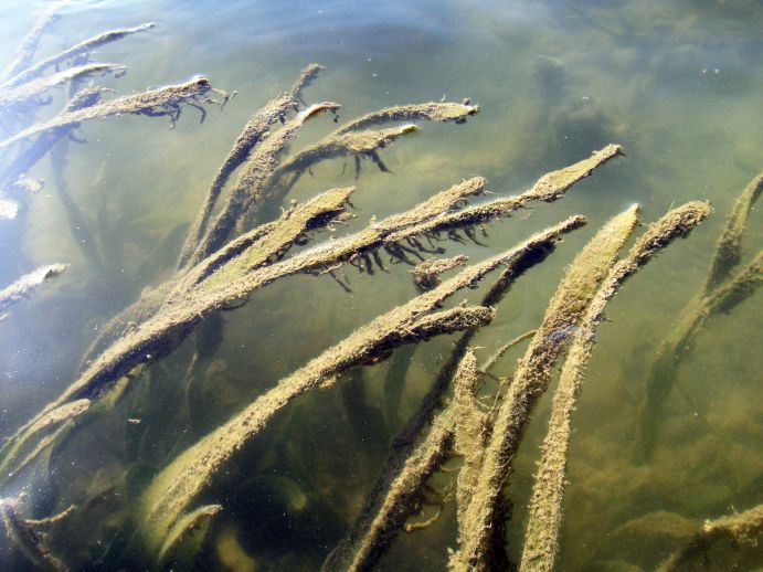 Auf den Seegräsern vor der chinesischen Insel Hainan wuchern Kleinalgen, die durch stickstoffreiche Abwäs-ser aus Aquakulturteichen genährt werden. Seegräser im Meer