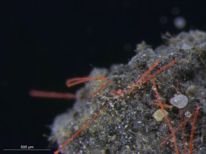 Rote Polypropylän (polypropylene) Mikroplastikfasern in einem Bodenaggregat. Mikroskopaufnahme von Mikroplastik in einer Bodenprobe.