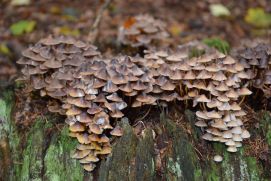 Totholz ist ein wertvoller Teil naturnaher Wälder und Grundlage für wichtige ökologische Prozesse.