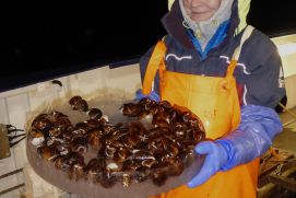 Forscherin mit einer Probe Islandmuscheln