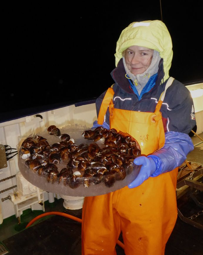 Mayya Gogina, IOW-Expertin für Bodenorganismen in der Ostsee, mit einer Probe Islandmuscheln während einer Schiffsexpedition. Forscherin mit einer Probe Islandmuscheln
