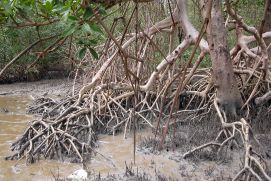 Mangroven im Nordosten Brasiliens