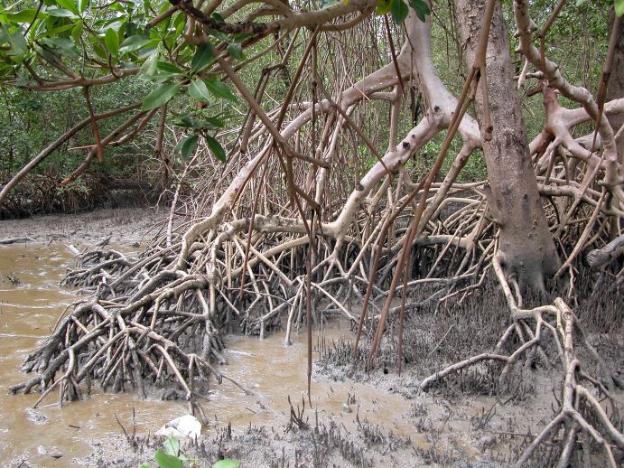 Mangroven im Nordosten Brasiliens