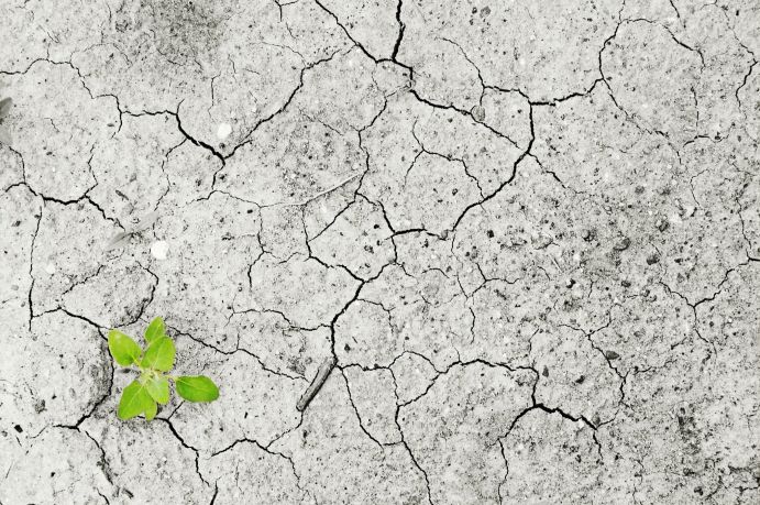 An der Verfügbarkeit von Wasser sind die Folgen des Klimawandels am deutlichsten spürbar Ein einzelnes Pflänzchen wächst auf einem ausgedörrtem Boden