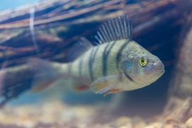 Tag der Fische - Unterwasser-Aufnahme eines Barsches vor einem Totholzbündel.