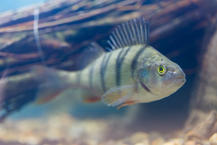 Tag des Fisches - Der Barsch wird auch der "Tiger des Wassers" genannt. Hier vor einem vom Projekt BAGGERSEE versenkten Totholzbündel. Tag der Fische - Unterwasser-Aufnahme eines Barsches vor einem Totholzbündel.