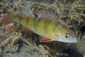 Ein Flussbarsch (Perca fluviatilis) über einem Rasen von Armleuchteralgen. Tag der Fische - Unterwasser-Nahaufnahme von einem Flussbarsch.