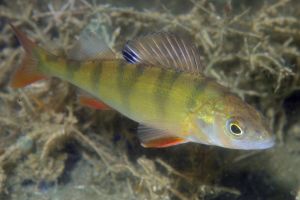 Tag der Fische - Unterwasser-Nahaufnahme von einem Flussbarsch. 