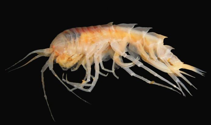 Lebewesen aus der Tiefe des Nordwest-Pazifiks: die Flohkrebsart Alexandrella carinata Krebsart aus der Tiefsee