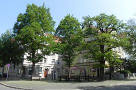 Große Bäume werfen Schatten auf Gebäude.