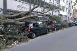 Durch Sturm eingestürzter Baum auf Autos am Straßenrand in einer Stadt.