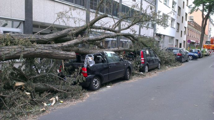 Extremwetterereignisse wie Stürme verursachen große Schäden und sind zum Teil lebensbedrohlich. Durch Sturm eingestürzter Baum auf Autos am Straßenrand in einer Stadt.