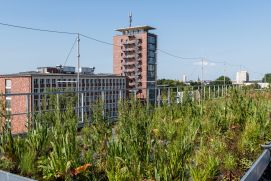 Mai, 2020 / Sumpfpflanzengründach auf einem Gebäude des Helmholtz-Zentrum für Umweltforschung GmbH – UFZ 
Genutzt als Forschungsinfrastruktur im Rahmen des Projektes Leipziger BlauGrün, Fördermaßnahme RES:Z
