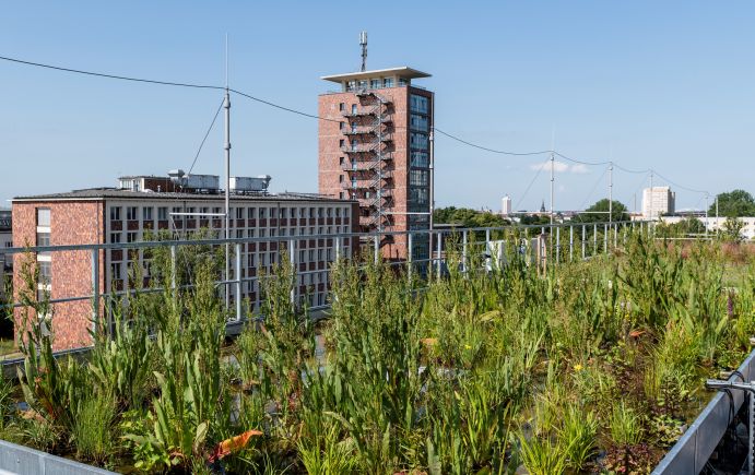 Multitalent Retentionsgründach – ein wichtiger Baustein im Umgang mit Regenwasser im Quartier Mai, 2020 / Sumpfpflanzengründach auf einem Gebäude des Helmholtz-Zentrum für Umweltforschung GmbH – UFZ
Genutzt als Forschungsinfrastruktur im Rahmen des Projektes Leipziger BlauGrün, Fördermaßnahme RES:Z