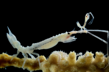 Ein schwangeres Asselweibchen mit Eiern im Brutbeutel sitzt auf einer gelben Primnoa Koralle. Ein Jungtier ist auf ihre Antennen geklettert, um besser an die Nahrung in der Wassersäule zu gelangen.