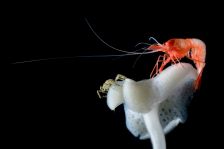 Ein Schwamm, auf dem links eine kleine Seespinne (Pantopoda) hockt und rechts eine Garnele (Decapoda). Diese Schwammgemeinschaft findet man im Norwegischen Becken in 3.800 Metern Tiefe bei Extremtemperaturen im Wasser von frostigen -1°C.