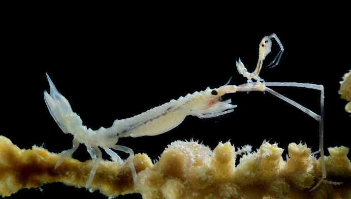 Ein schwangeres Asselweibchen mit Eiern im Brutbeutel sitzt auf einer gelben Primnoa Koralle. Ein Jungtier ist auf ihre Antennen geklettert, um besser an die Nahrung in der Wassersäule zu gelangen. Asselweibchen mit Eiern im Brutbeutel sitzt auf einer Koralle