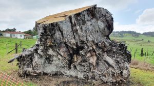 Stamm des subfossilen Kauri-Baumes von Ngāwhā, Neuseeland Ein subfossiler Baumstumpf