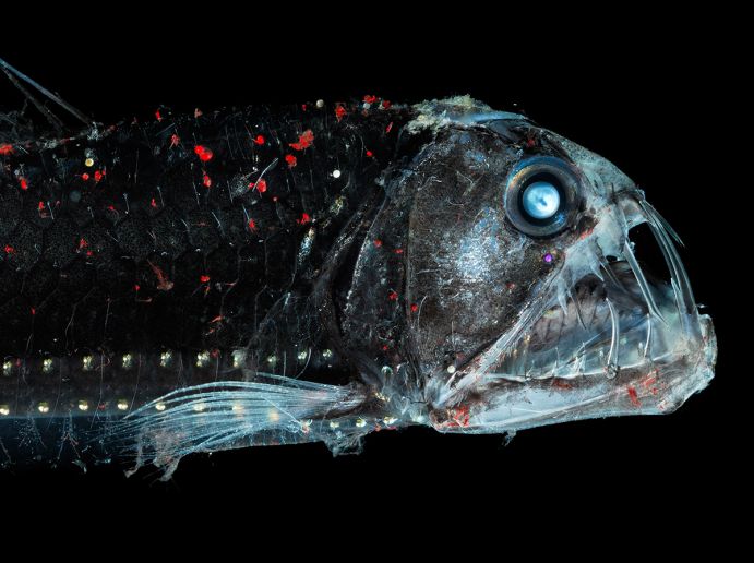 Der Lebensraum für Tiefseeorganismen, hier der Viperfisch, könnten zukünftig kleiner werden. Der Lebensraum für Tiefseeorganismen, hier der Viperfisch, könnten zukünftig kleiner werden.