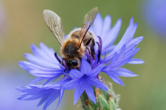 Eine Wildbiene sitzt auf einer Blume 