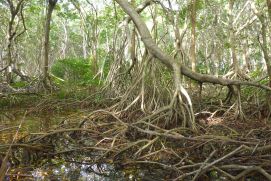 Mangrovenwald auf San Andrés Island in Kolumbien