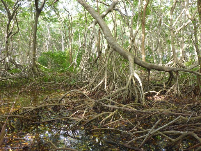 Mangrovenwald auf San Andrés Island in Kolumbien