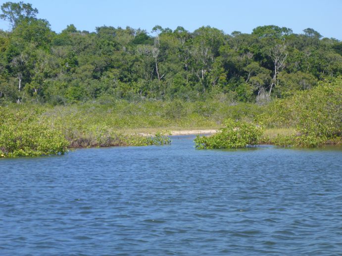 Mangroven in Brasilien