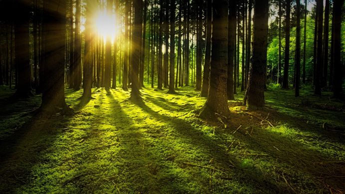 Forests are carbon dioxide stores 