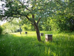 Streuobstwiese mit Bienen