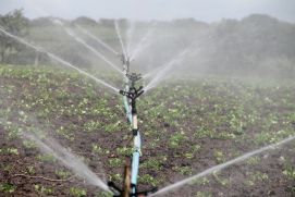 Agricultural irrigation on field for vegetable growing
